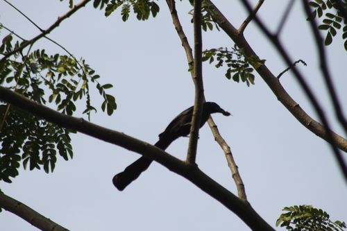 Racket-tailed Treepie (Crypsirina temia), photo 7