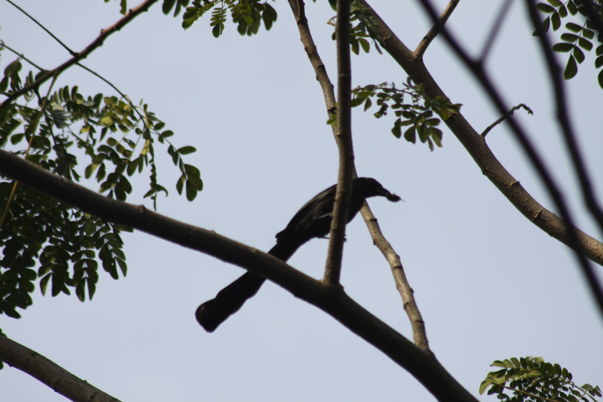Racket-tailed Treepie (Crypsirina temia), photo 10
