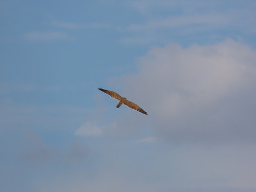 Greater Kestrel (Falco rupicoloides), photo 4