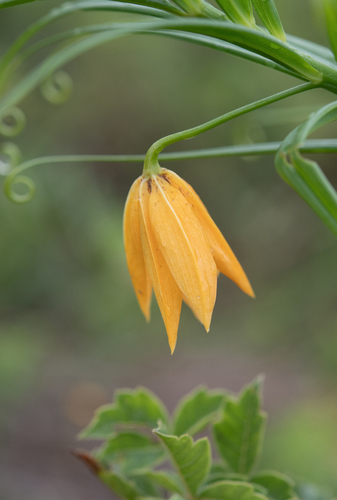 Gloriosa modesta, photograph 5