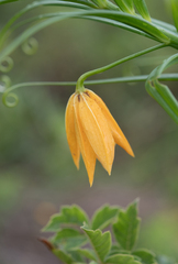 Gloriosa modesta, photograph (c) Morten Ross, some rights reserved (CC BY)