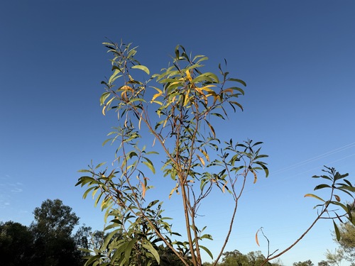 Acacia crassa observed 2026-02-25