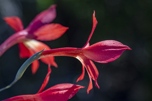 Scarlet Afrikaner (Gladiolus priorii)