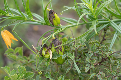 Gloriosa modesta, photograph 6
