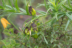 Gloriosa modesta, photograph (c) Morten Ross, some rights reserved (CC BY)