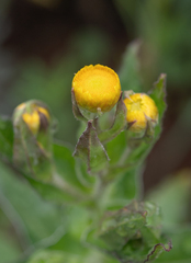 (c) Morten Ross, some rights reserved (CC BY) Helichrysum cooperi, photograph (c) Morten Ross, some rights reserved (CC BY)