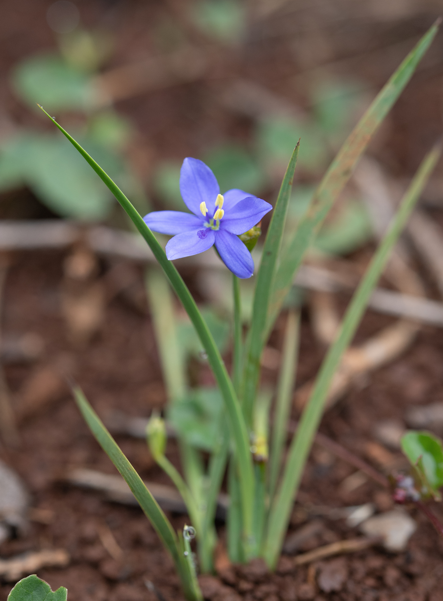 Blue-Eyed Grass (Aristea abyssinica)