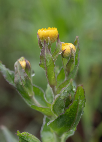 Helichrysum cooperi, photograph 5