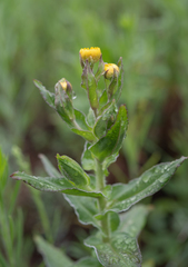 Helichrysum cooperi, photograph (c) Morten Ross, some rights reserved (CC BY)