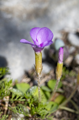 Pink Sorrel (Oxalis eckloniana)