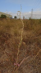 Tritoniopsis elongata