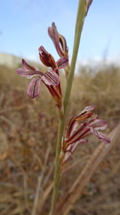Tritoniopsis elongata