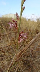 Tritoniopsis elongata