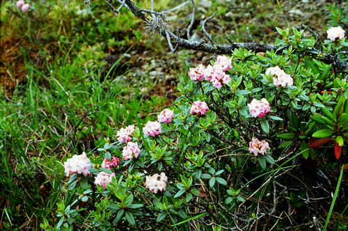 Sagan Dalya (Rhododendron adamsii)