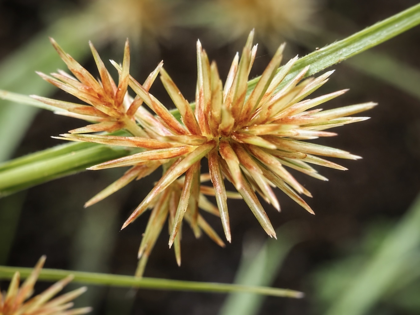 Cyperus compactus (Cyperus compactus)
