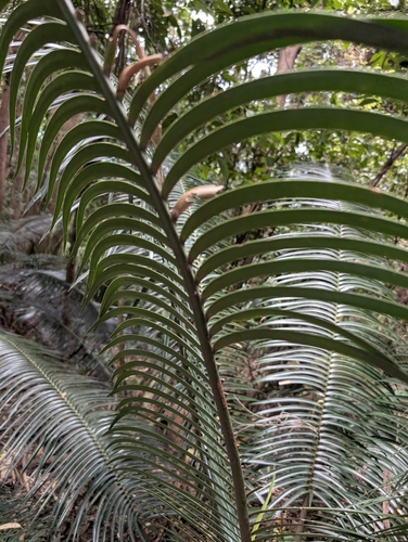 Lepidozamia peroffskyana, photograph 4