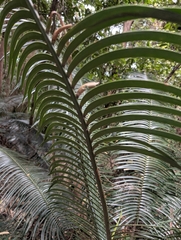 (c) Corin, some rights reserved (CC BY) Lepidozamia peroffskyana, photograph (c) Corin, some rights reserved (CC BY)