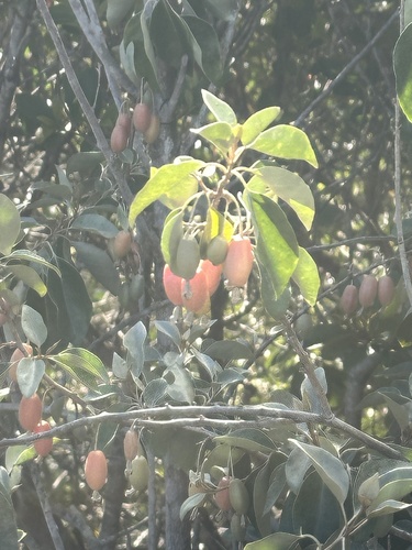 Elaeagnus rotundata observed 2026-02-23