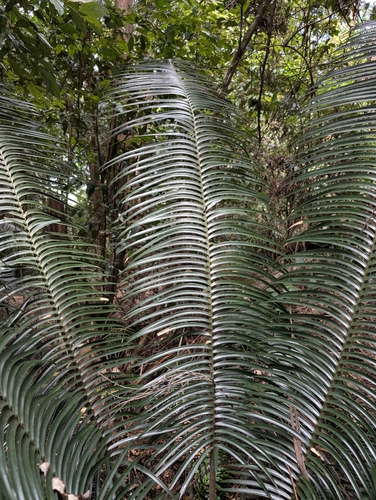 Lepidozamia peroffskyana, photograph 5
