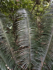 (c) Corin, some rights reserved (CC BY) Lepidozamia peroffskyana, photograph (c) Corin, some rights reserved (CC BY)
