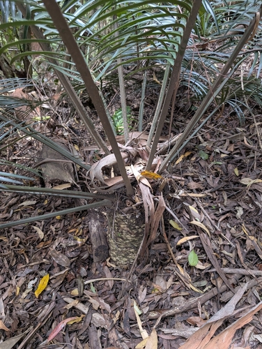 Lepidozamia peroffskyana, photograph 6
