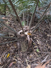Lepidozamia peroffskyana, photograph (c) Corin, some rights reserved (CC BY)