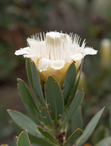 Waterlily Sugarbush (Protea subvestita)