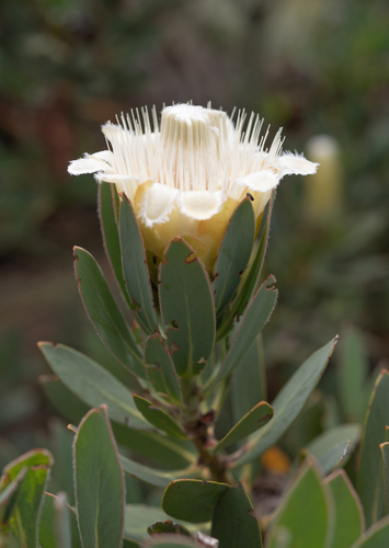 Protea subvestita, photograph 5