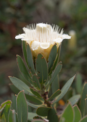 Protea subvestita, photograph (c) Morten Ross, some rights reserved (CC BY)