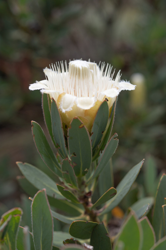 Protea subvestita, photograph 6