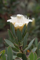 Protea subvestita, photograph (c) Morten Ross, some rights reserved (CC BY)
