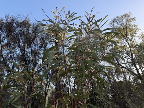 Acacia crassa observed 2026-02-25