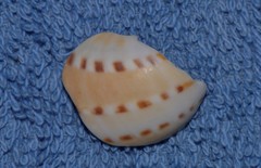 Naticarius alapapilionis