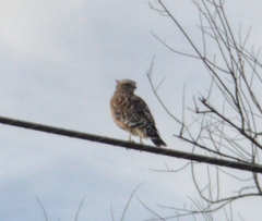 Buteo lineatus