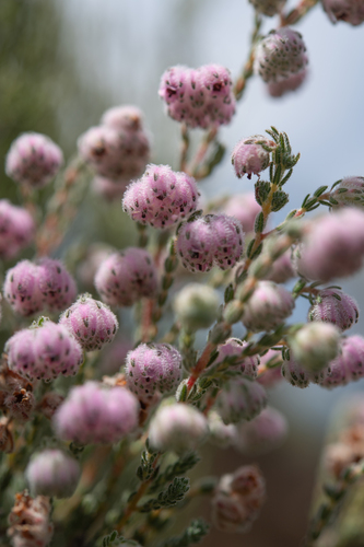 Grassveld Heath (Erica cooperi)