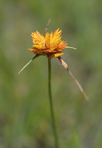 Cyperus sphaerocephalus, photograph 4