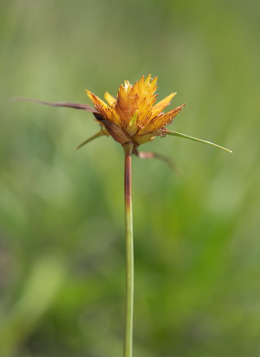 Cyperus sphaerocephalus, photograph 5