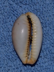 Staphylaea limacina