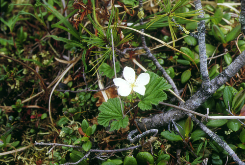 cloudberry (Rubus chamaemorus)