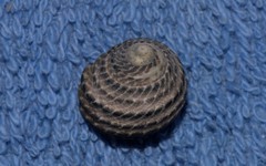 Austrocochlea porcata