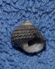 Austrocochlea porcata