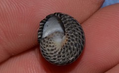 Austrocochlea porcata