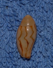 Amoria hunteri