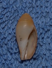 Amoria hunteri
