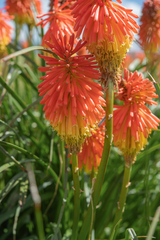 (c) Morten Ross, some rights reserved (CC BY) Kniphofia linearifolia, photograph (c) Morten Ross, some rights reserved (CC BY)