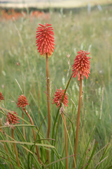(c) Morten Ross, some rights reserved (CC BY) Kniphofia linearifolia, photograph (c) Morten Ross, some rights reserved (CC BY)