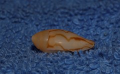 Amoria hunteri