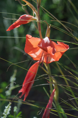 (c) Morten Ross, some rights reserved (CC BY) Gladiolus saundersii, photograph (c) Morten Ross, some rights reserved (CC BY)