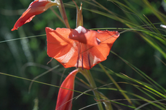 (c) Morten Ross, some rights reserved (CC BY) Gladiolus saundersii, photograph (c) Morten Ross, some rights reserved (CC BY)