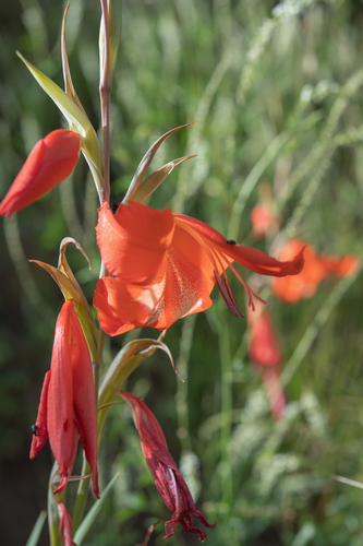 Gladiolus saundersii, photograph 3